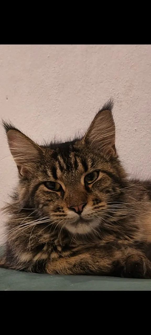 Filhote de Maine Coon Gato Gigante  - Foto 2