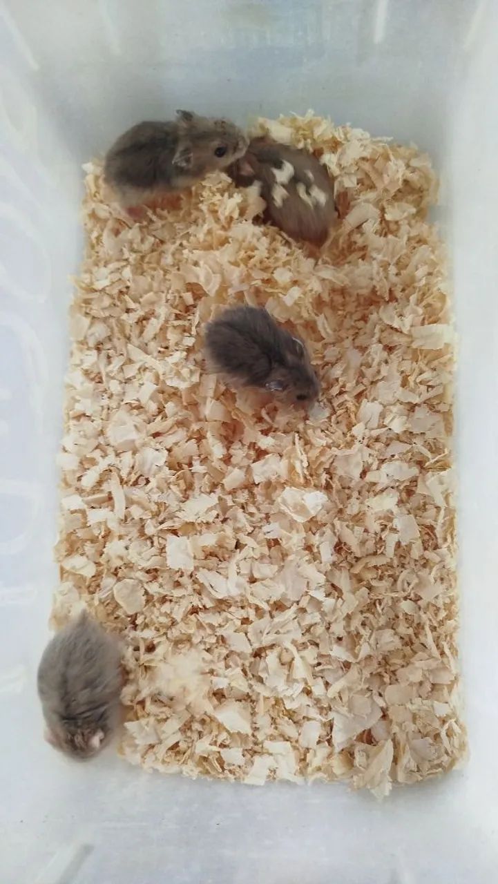 Hamster anão russo revenda  - Foto 2