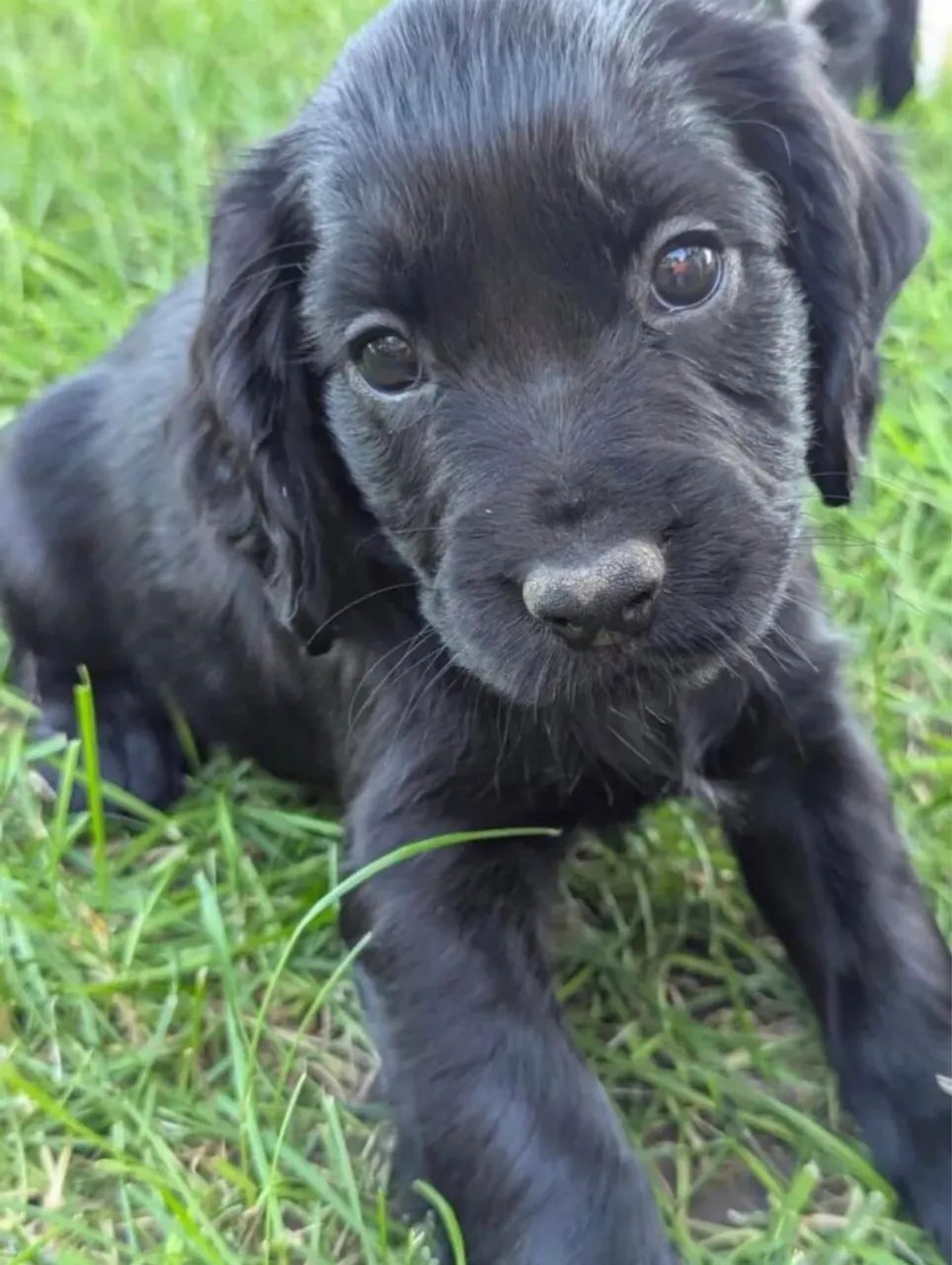 Cocker Spaniel  inglês 1300,00  - Foto 2