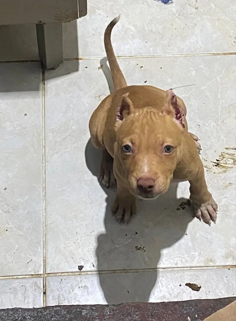 Pit monster 