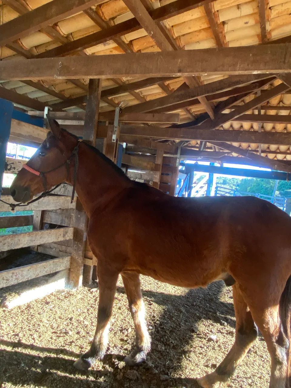Cavalo para cavalgada é lida - Foto 2
