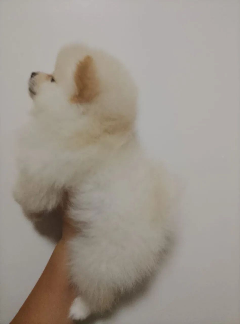 Spitz alemão ursinho. - Foto 3