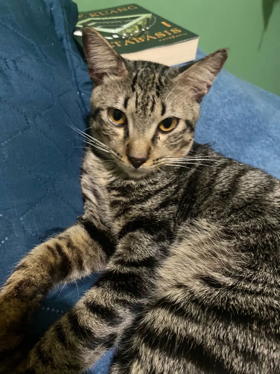 Doação responsável de gato macho - Foto 2
