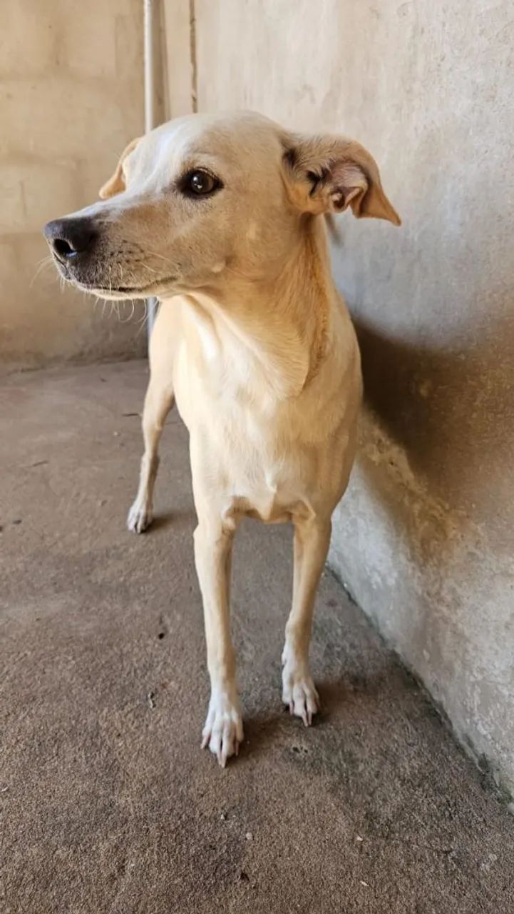 Doação de cachorro - Foto 3