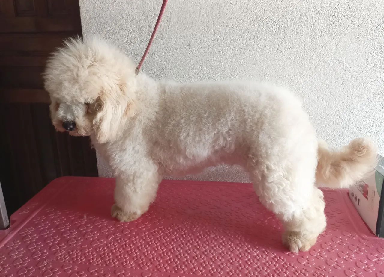 Poodle toy macho  