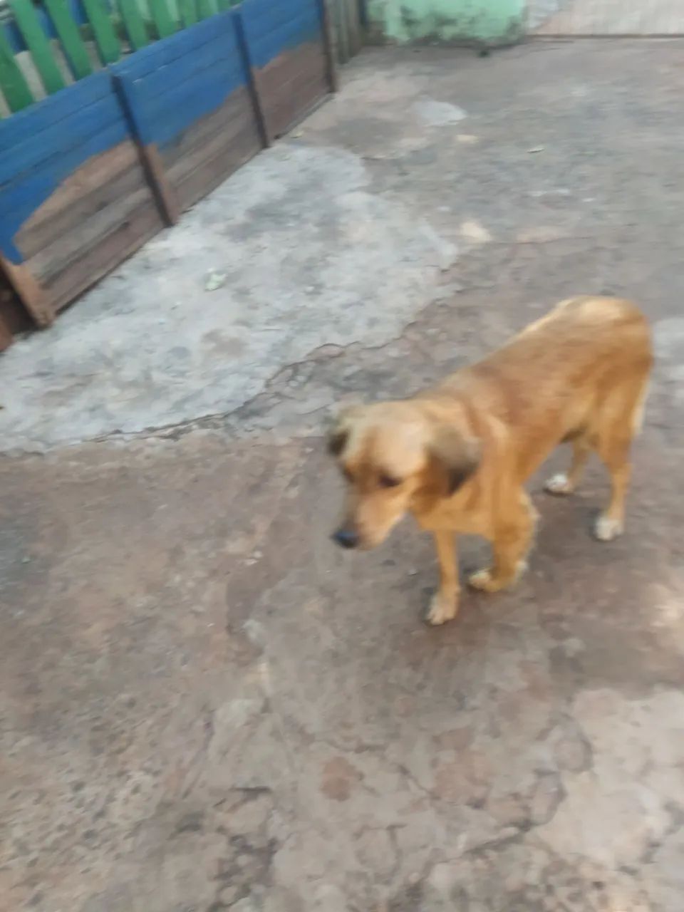 Doação de pet-macho - Foto 2