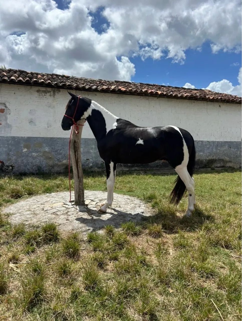 Potro mm a venda