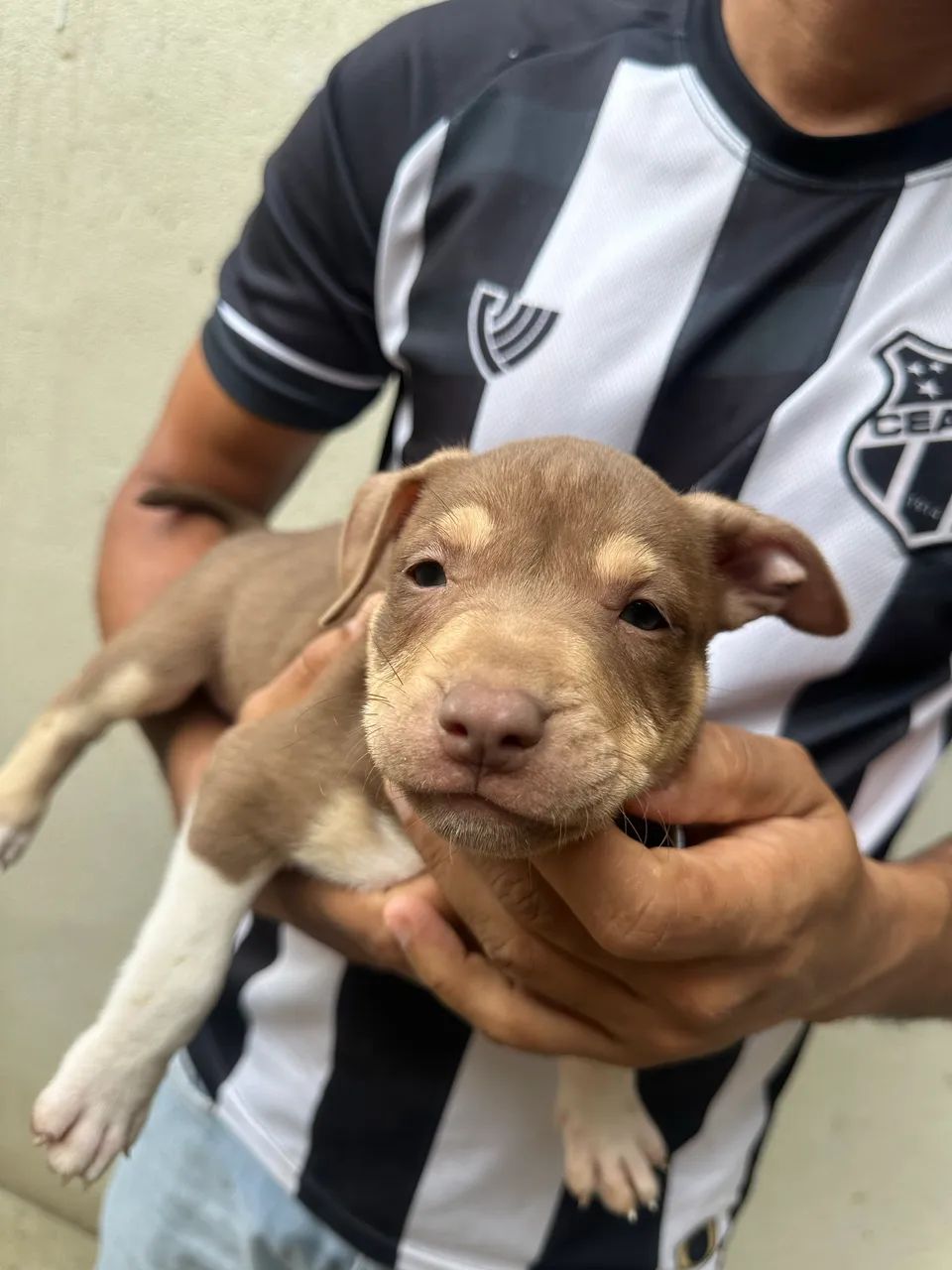 Pitbull filhote  - Foto 4