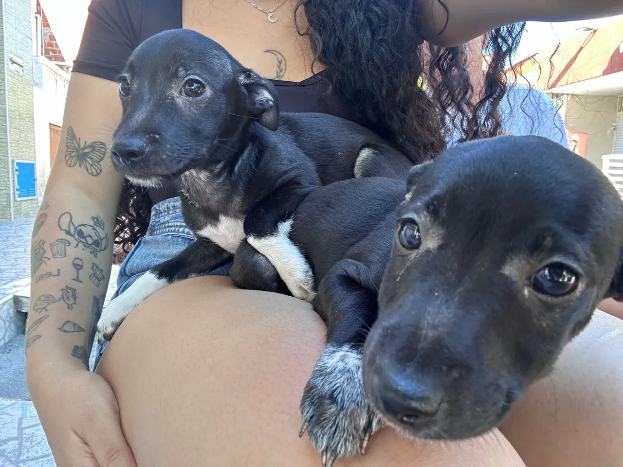 Cachorro para doação  - Foto 3