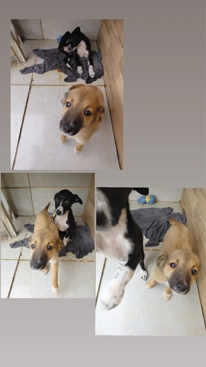 Doação de filhotes - Foto 2