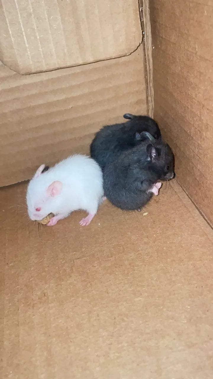 Hamster 