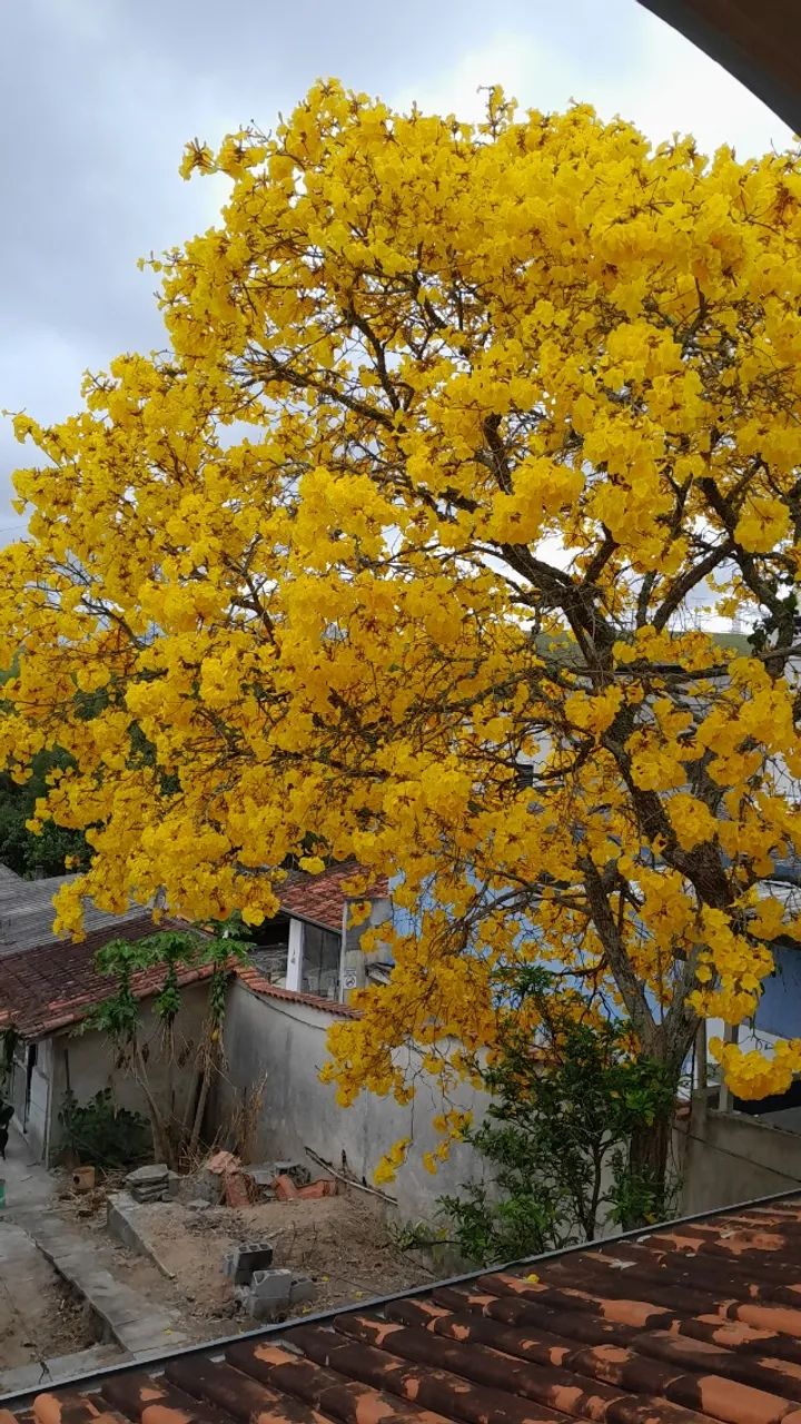 Foto - Mogi das Cruzes - Conjunto Habitacional Brás Cubas