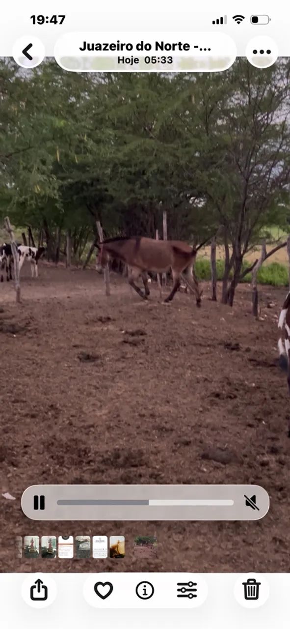 Burro
