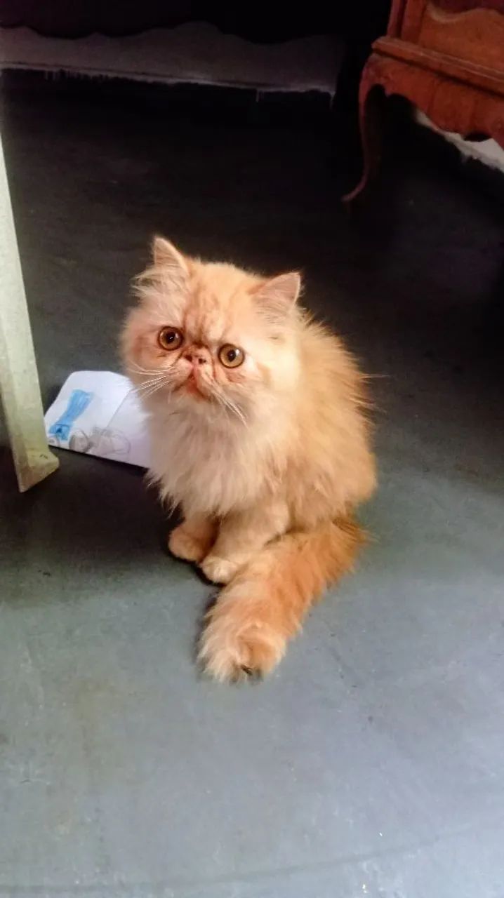 Gato persa  - Foto 4