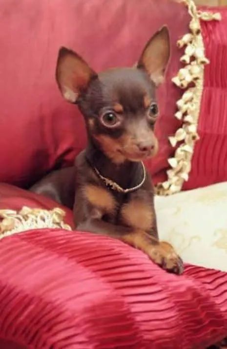 Pinscher miniatura original  - Foto 2