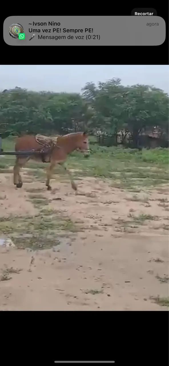 BURRA MULA DE CARROÇA  - Foto 4