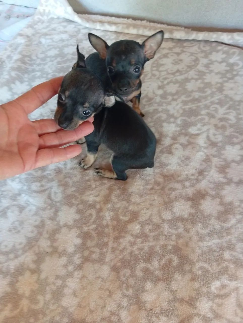Pincher machinho  - Foto 5