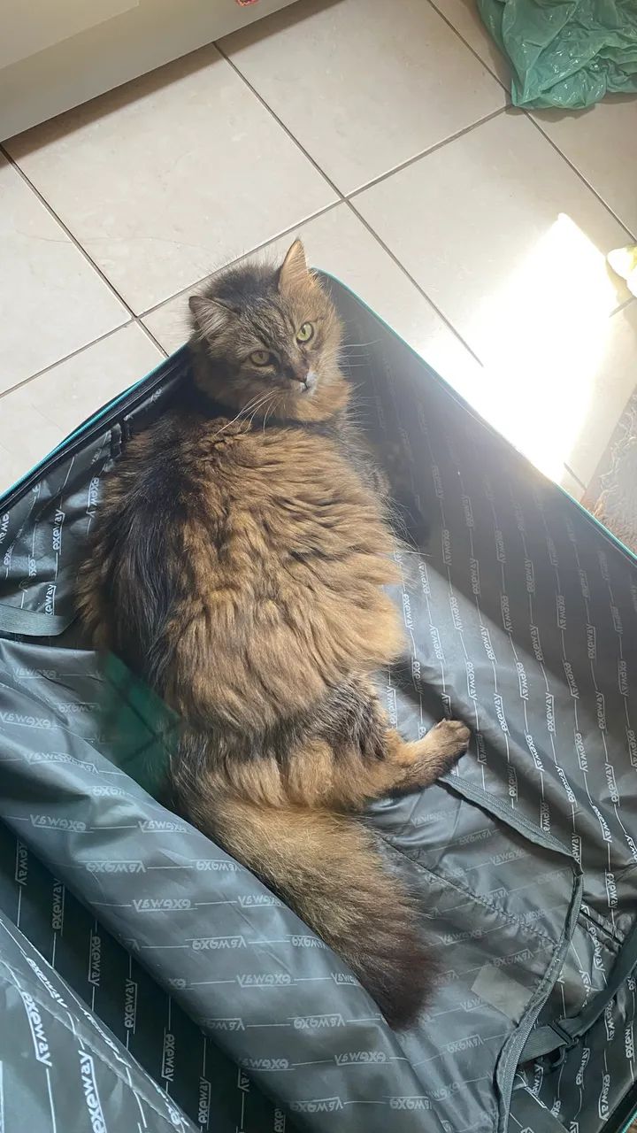 Doação de gato - Foto 3