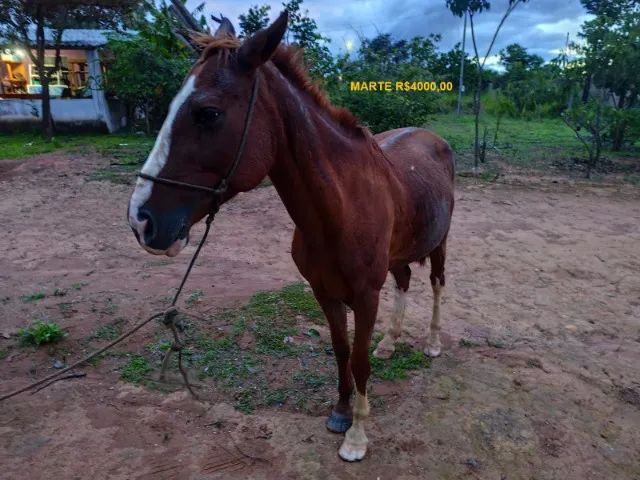 Cavalos castrados mansos de sela - Foto 6