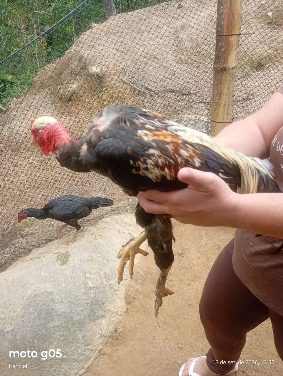 Vende-se 2 galos e 2 galinhas  - Foto 3