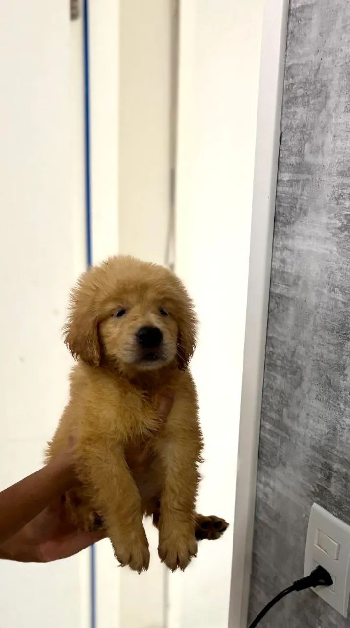 Título golden retriever pronta entrega  - Foto 2