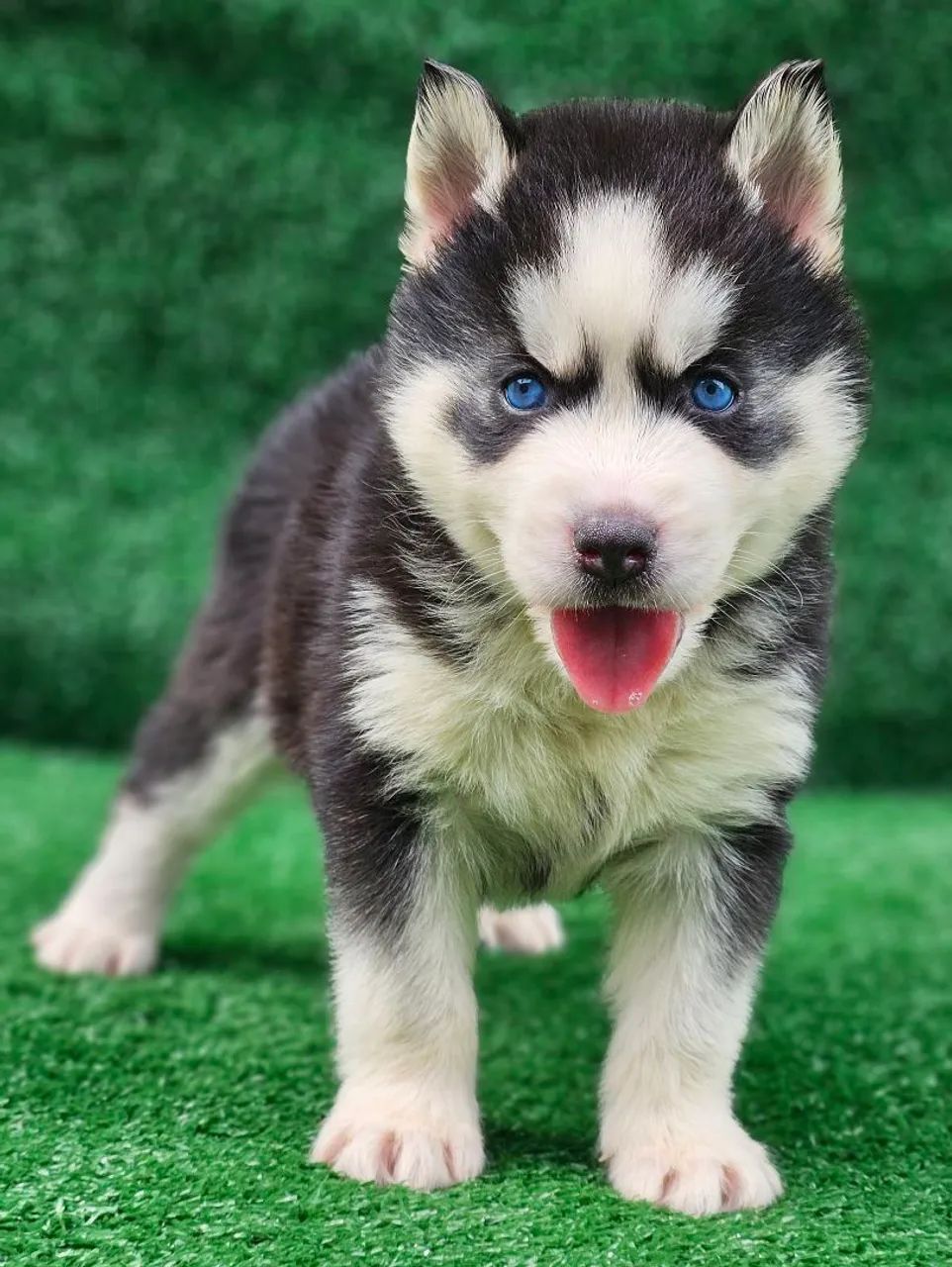 Husky siberiano com PEDIGREE registrado vacinados e vermífugados 3vezes  - Foto 3