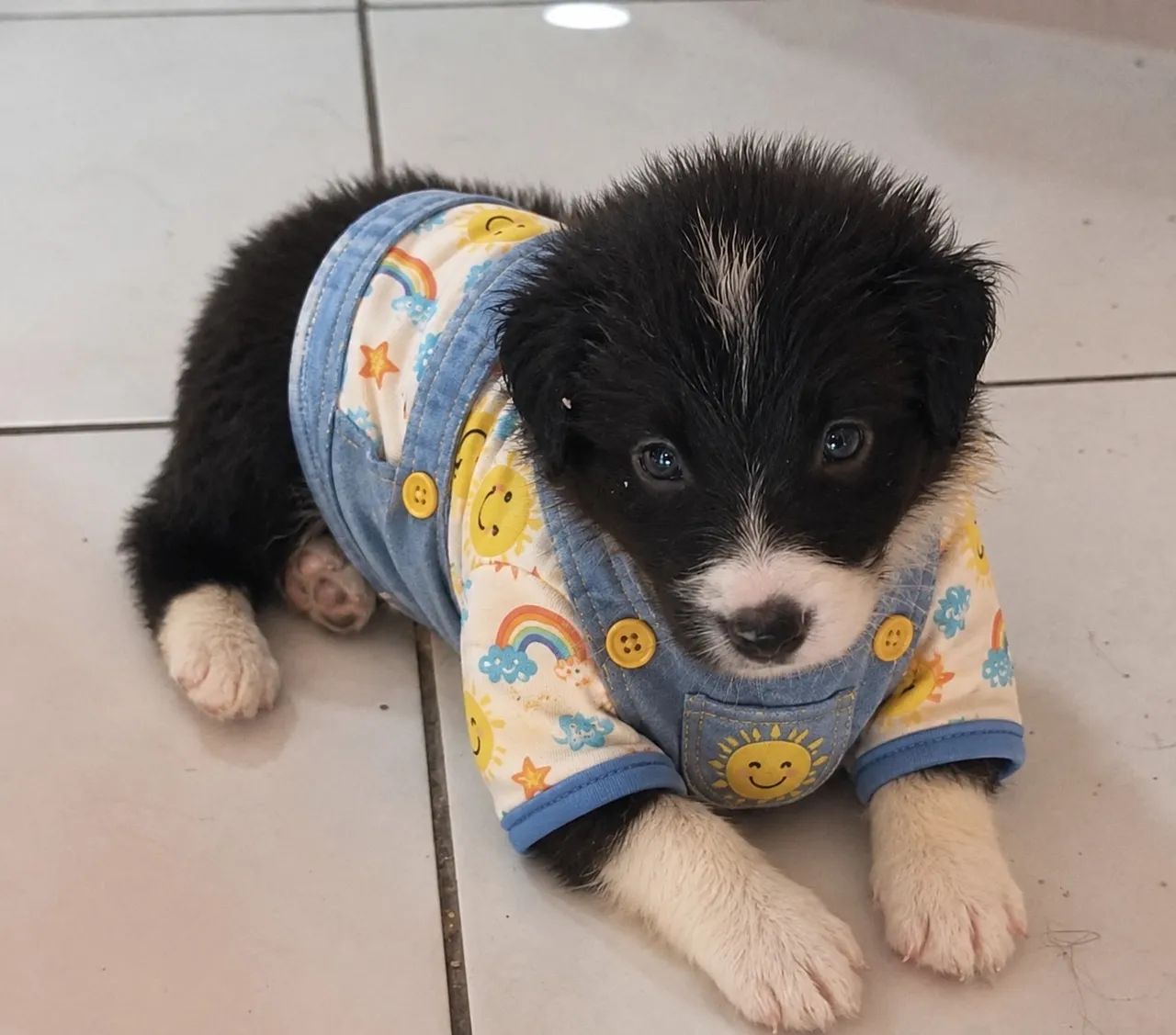 Filhotes de Border collie 