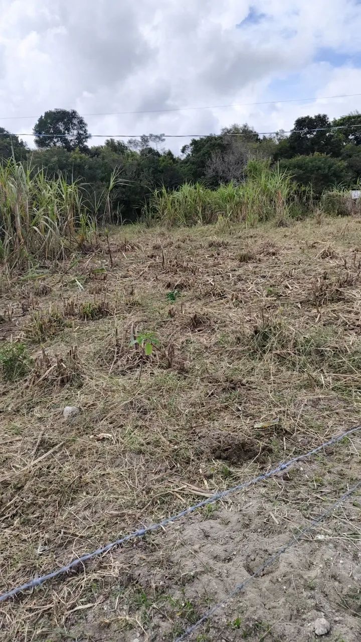 Terreno plano em ratones para alugar