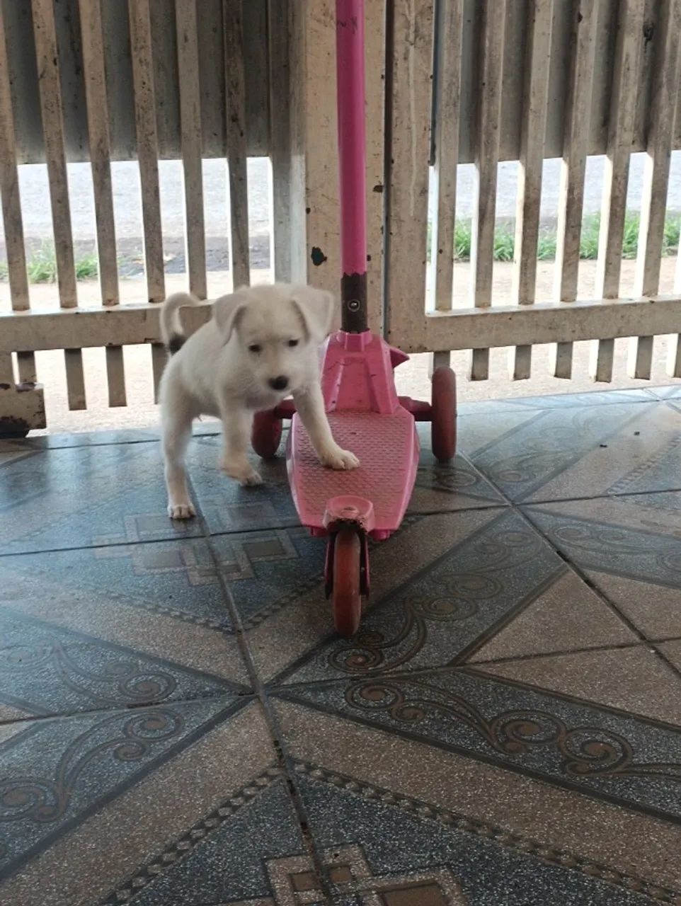 Cachorros  - Foto 4