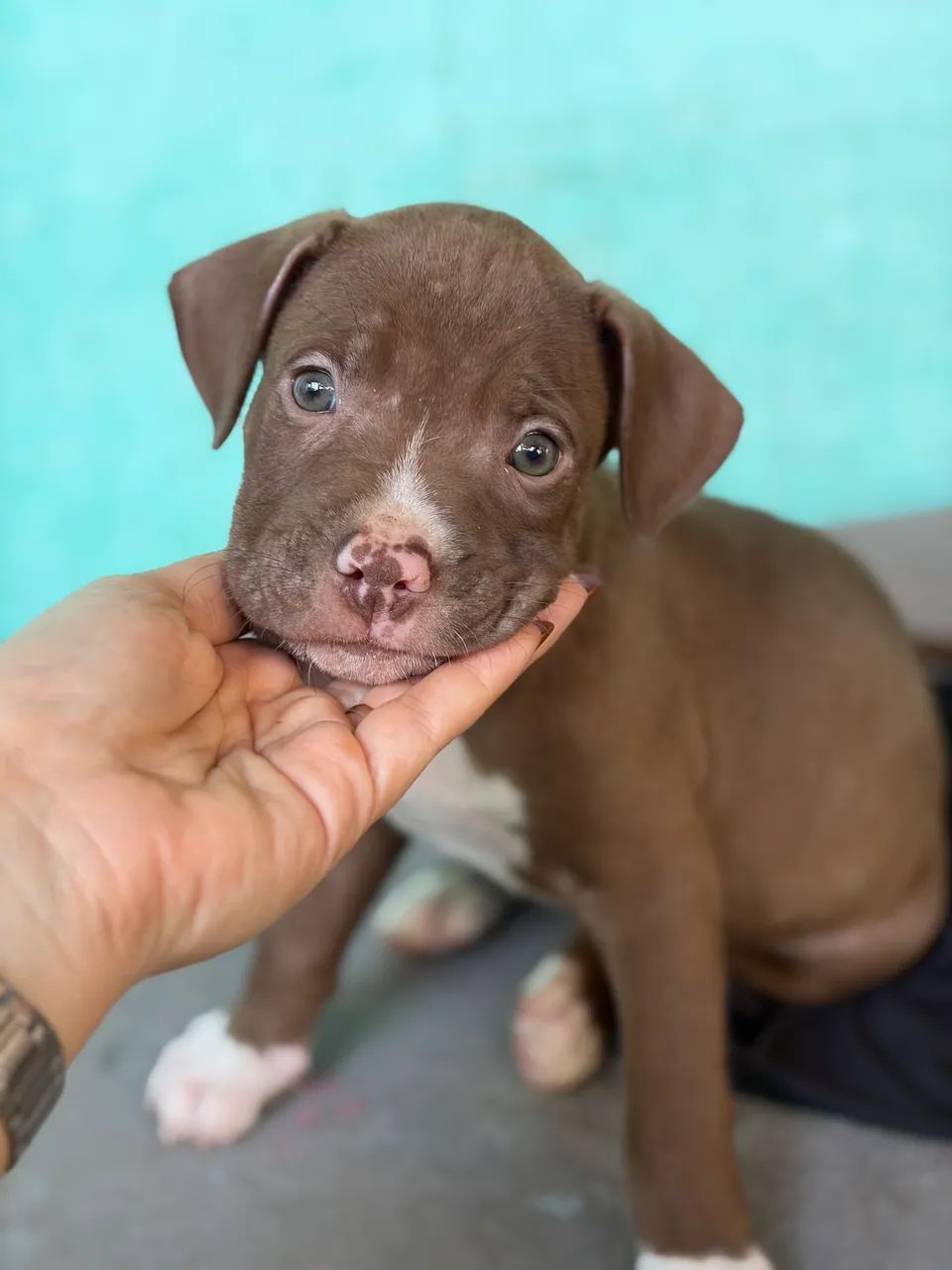 Pitbulls filhotes - Foto 2