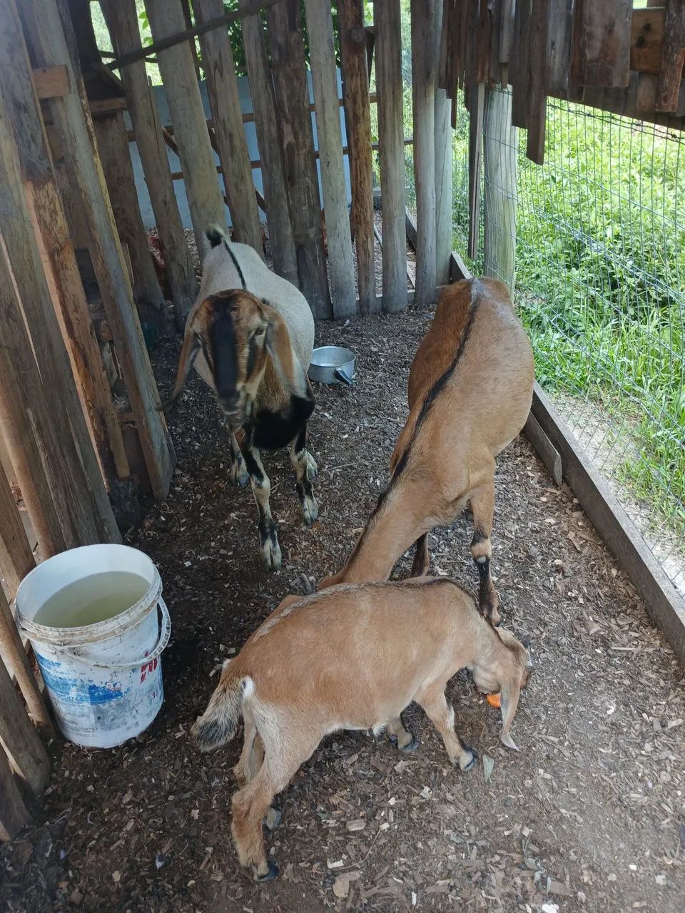 Casal de cabras  - Foto 2