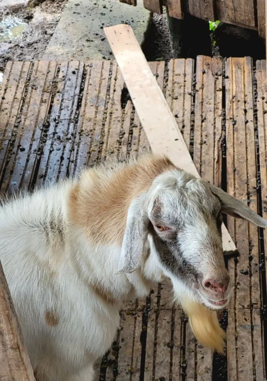 Bode anglo nubiano com saanen para reprodução  - Foto 3