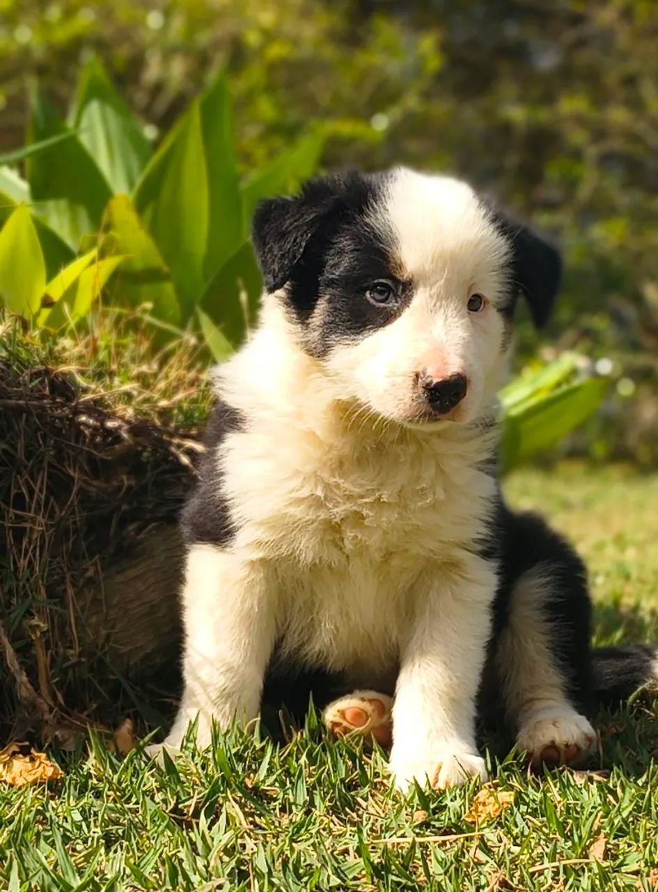 Borderô collie  - Foto 3