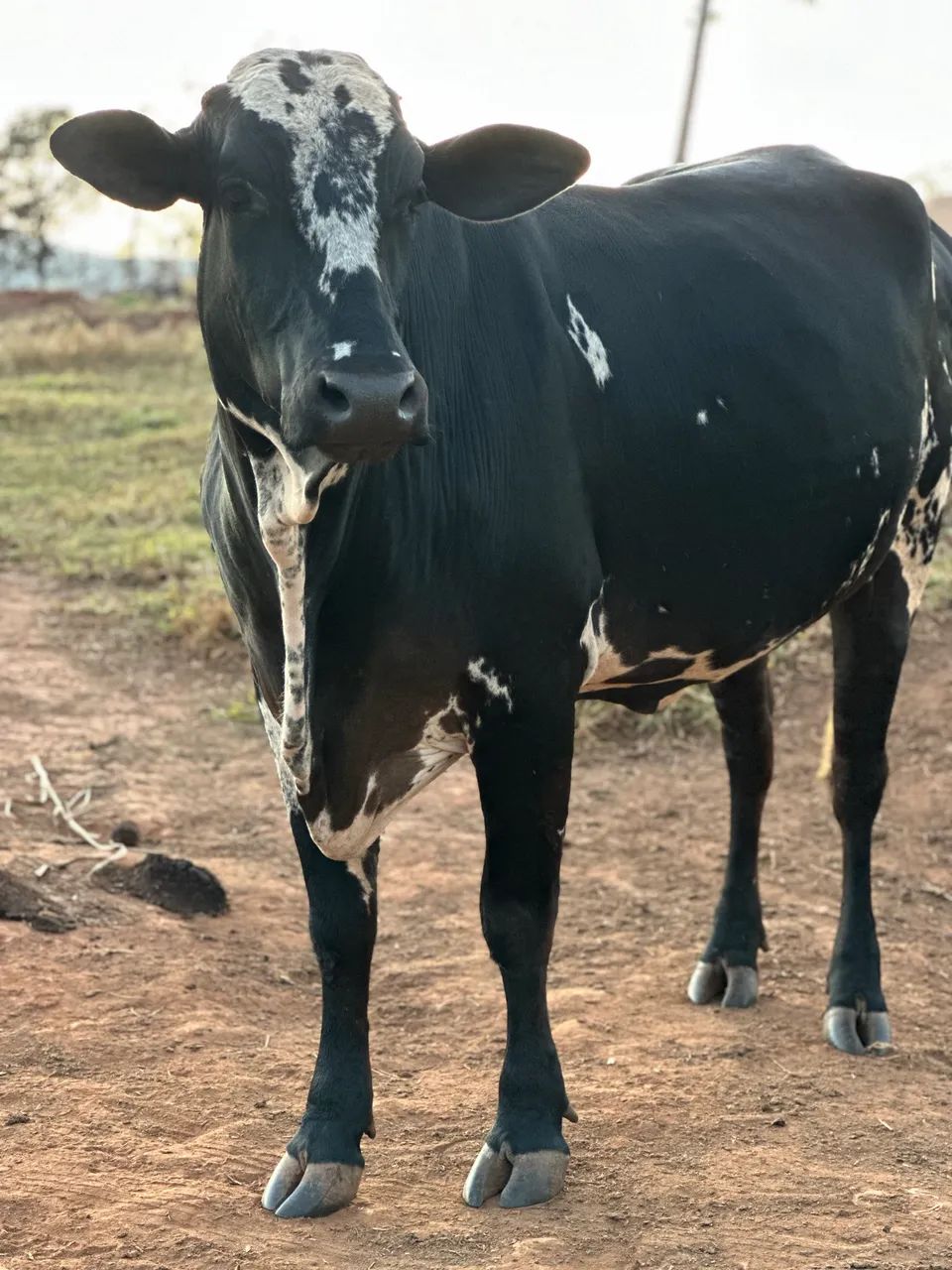 Vaca a venda  - Foto 2
