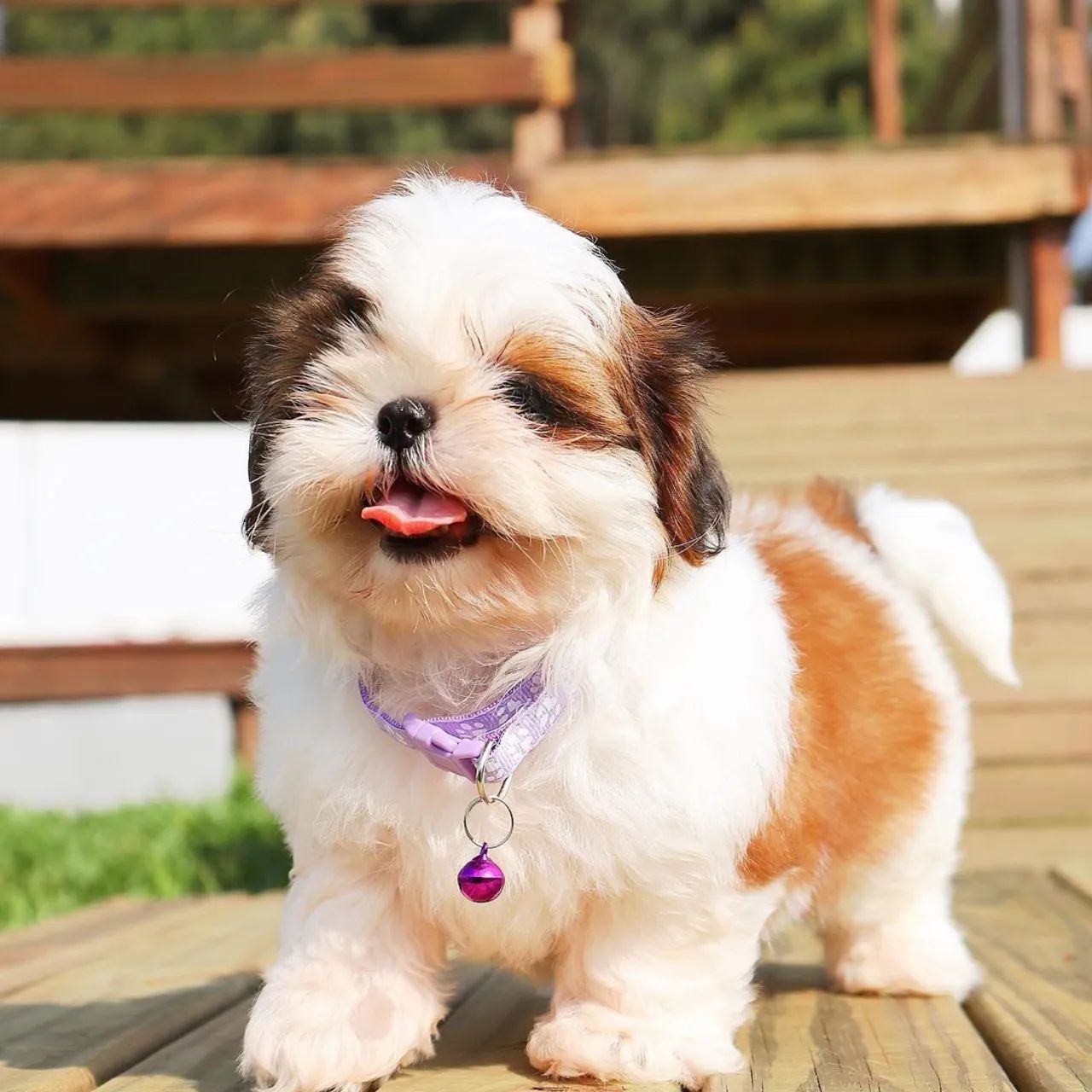 Shihtzu com pedigree CBKC 