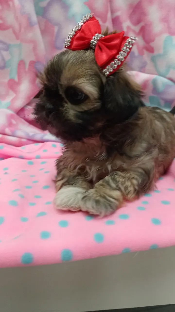 SHIH TZU  - Foto 2