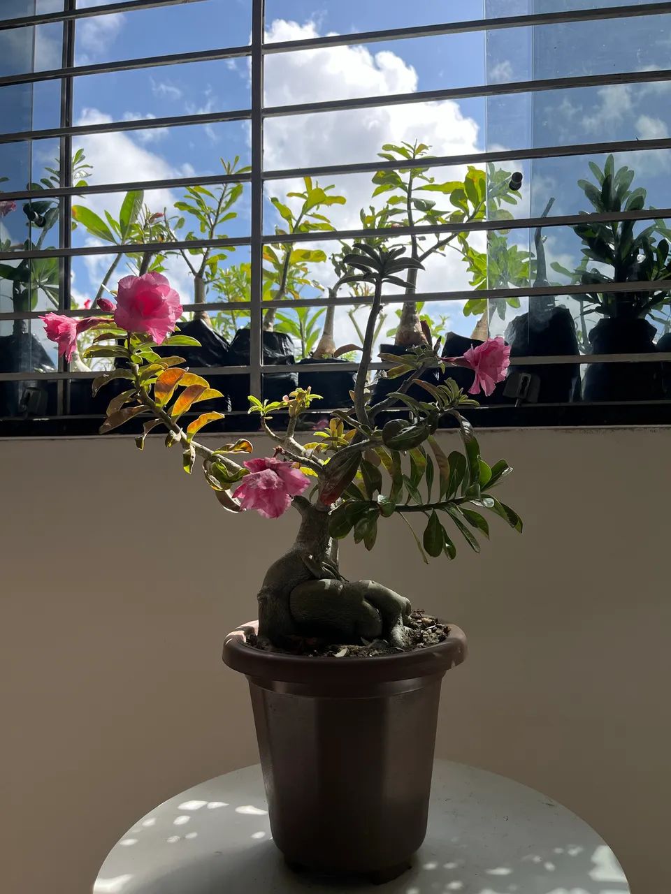 ROSAS DO DESERTO - ENXERTOS - Foto 4