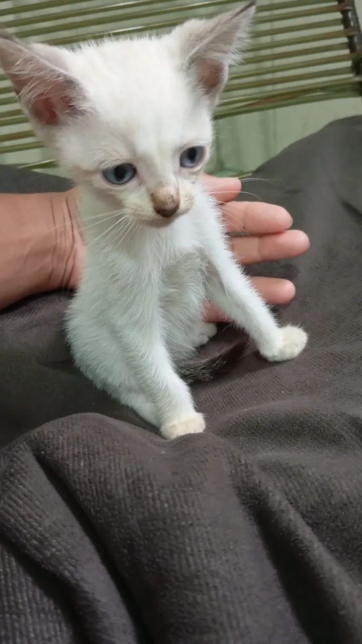 adoção gatinhos 3 fêmea 1 macho  - Foto 5