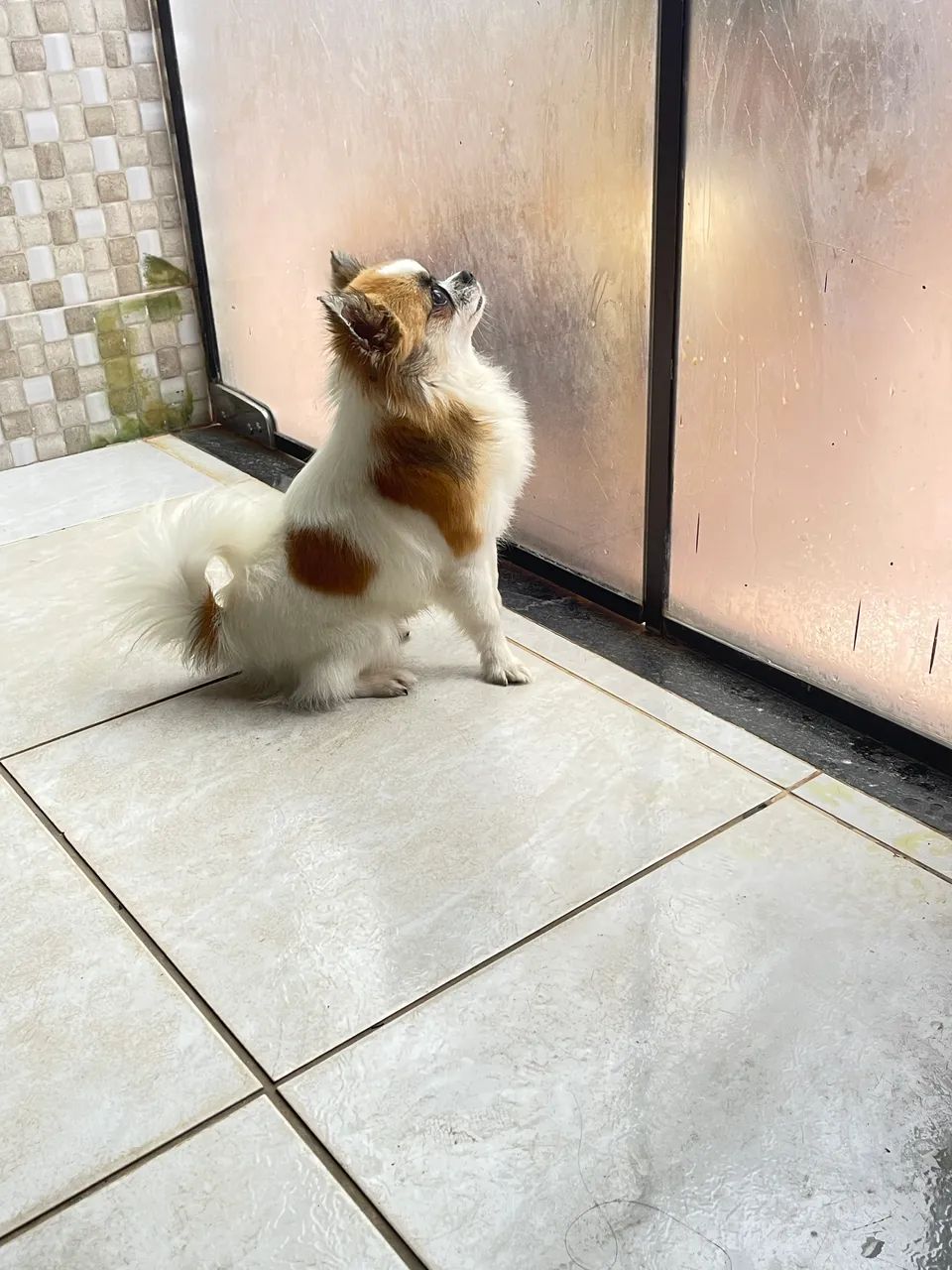 Chiuhuahua para cruza - Foto 4