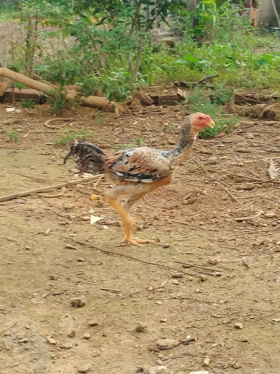 Frangos Índio Gigante  - Foto 6
