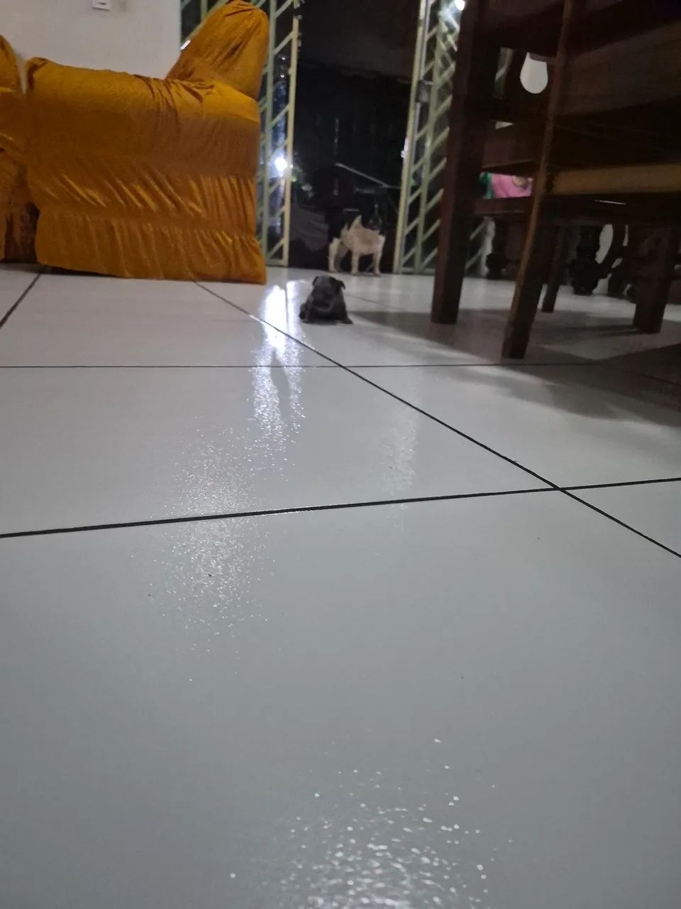 Bulldog francês disponível 