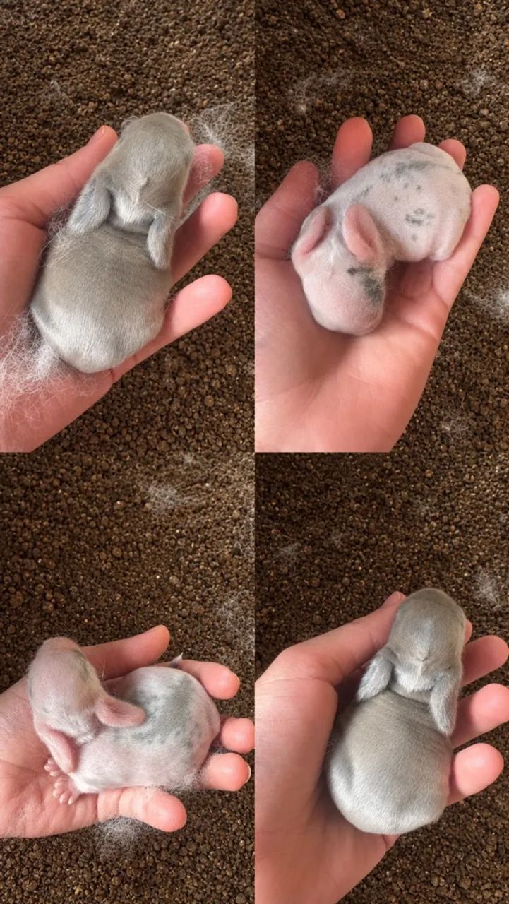 Coelhos mini Lop - Foto 5