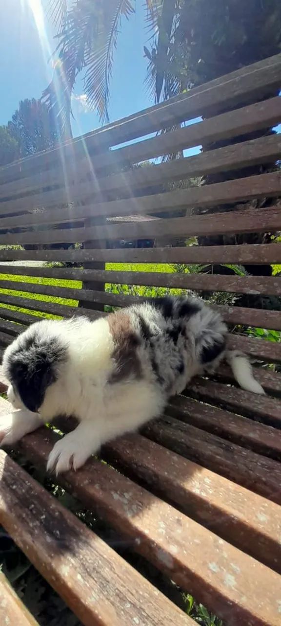 Border collie - Foto 3