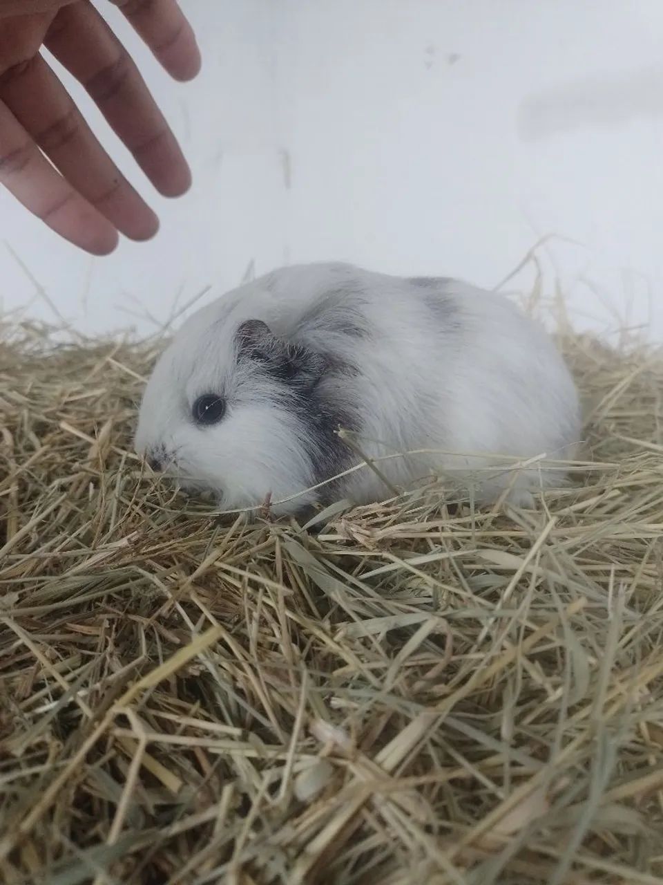 Porquinho da índia sheltie pelo longo 