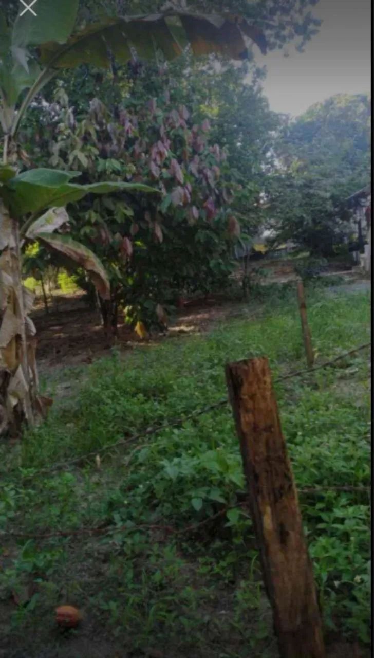 Vendo sitio em monte gordo  - Foto 2