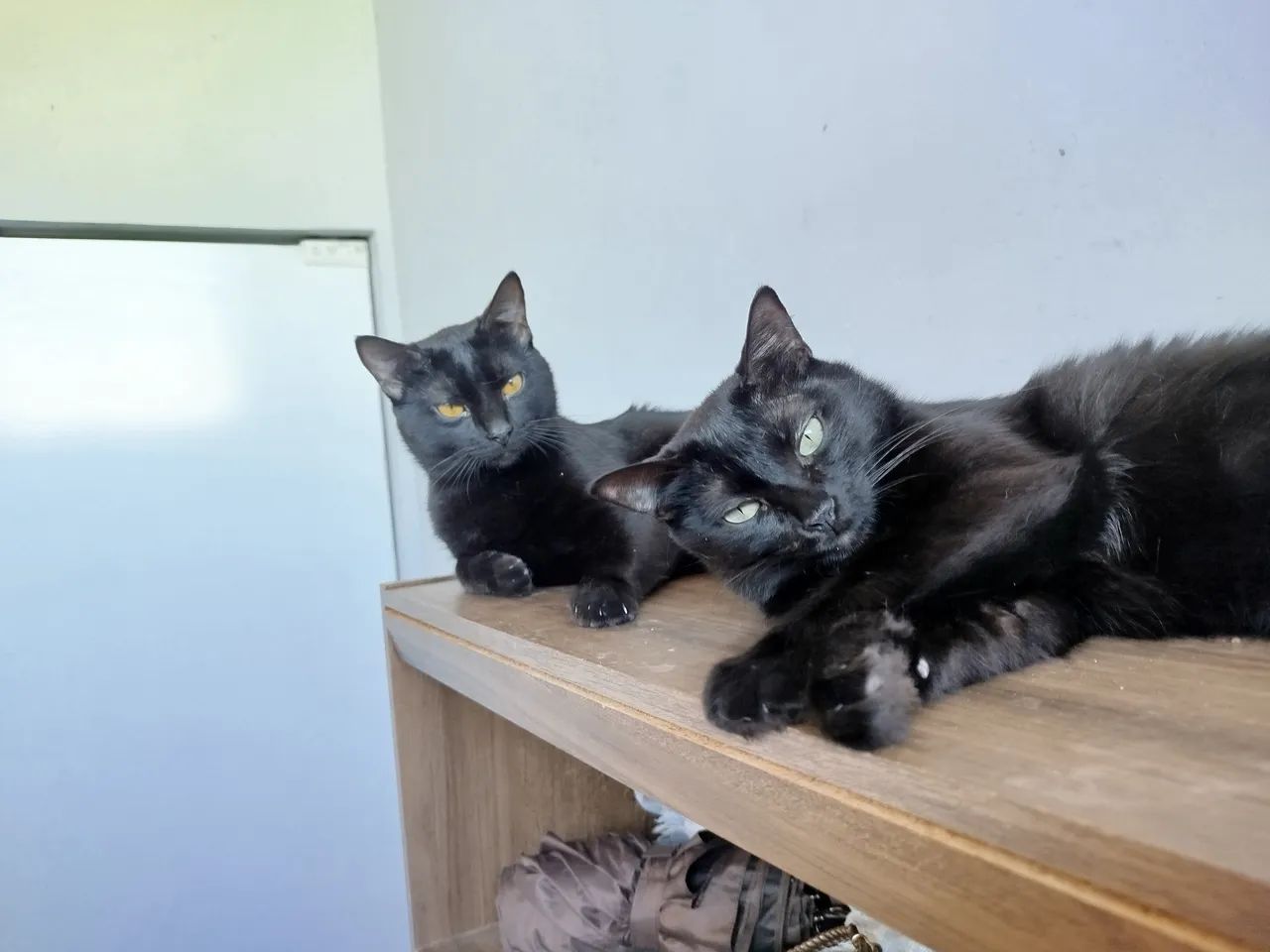 Gatos para adoção  - Foto 4