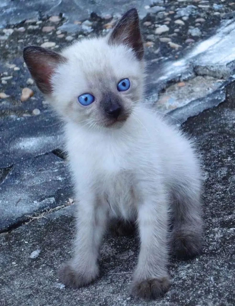 GATO FILHOTE SIAMÊS ADOÇÃO
