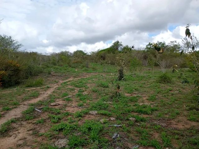 FAZENDA EM NOVA ITARANA - 611 TAREFAS - Foto 4