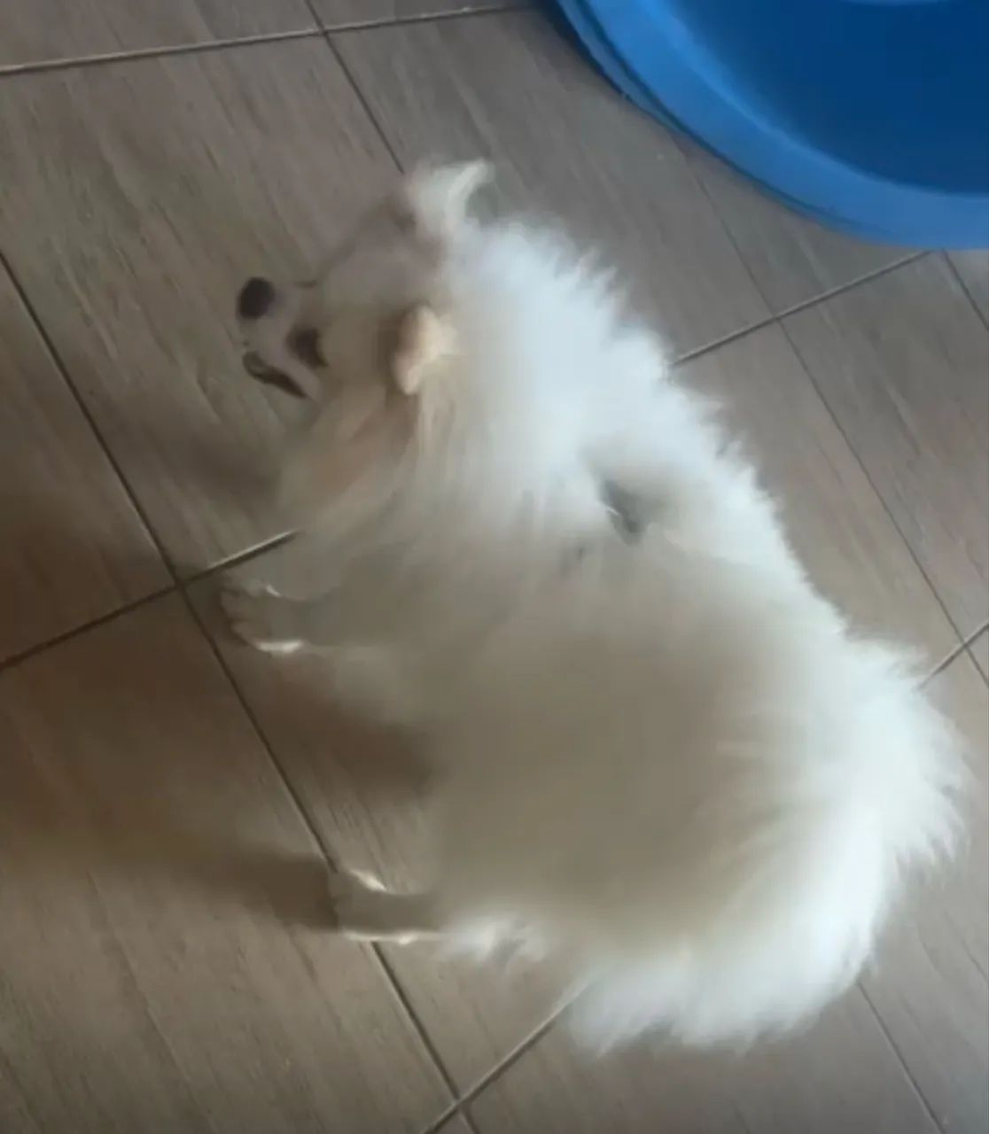 Spitz macho  - Foto 3