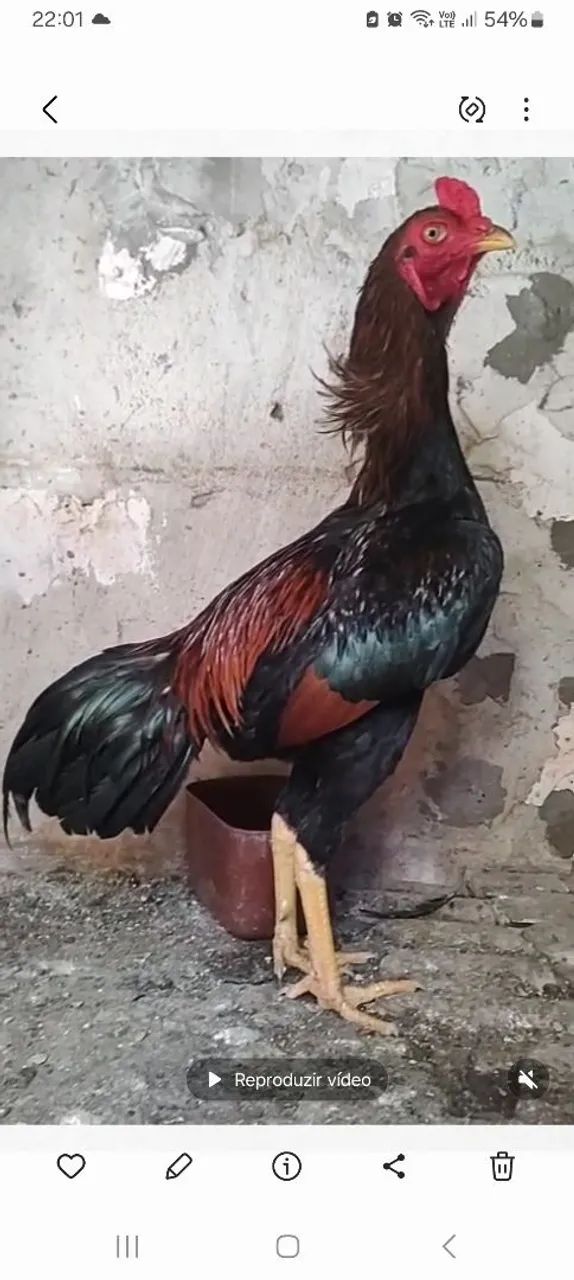 Frango de raça  - Foto 2